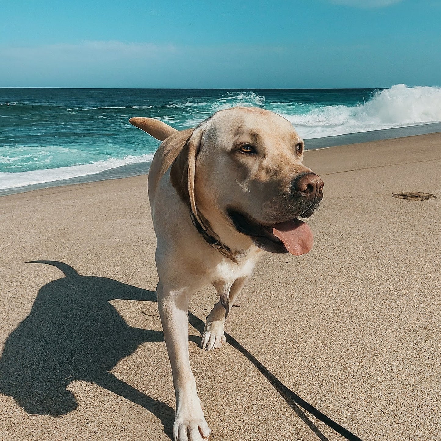 Dogs - Pictures of Dogs in Nature - Digital Artwork